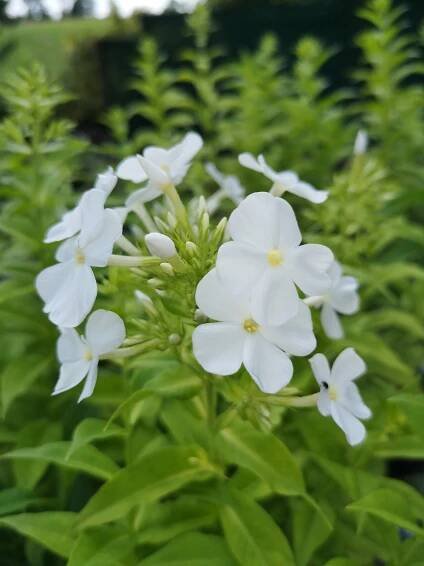 Tall — perennials — Binny Nursery