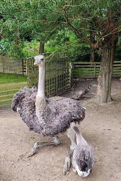 Fotogalerie • Minizoo Bejčkův mlýn (Zookoutek) • Mapy.com