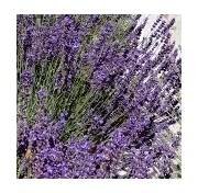 Sazenice Lavandula angustifolia Imperial Gem