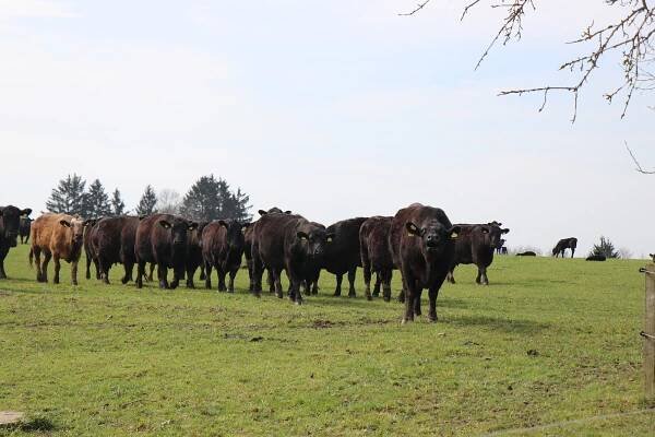 Steak z farmy přímo na talíř. Farmáři ze Srbska sbírají inspiraci na Žďársku