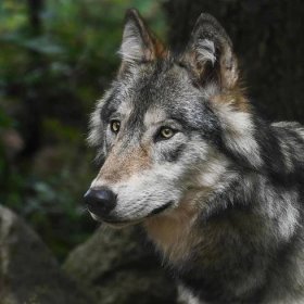 Bezplatný obrázek: lesní vlk, predátor, kožešiny, příroda, přírody, zvířat, krajiny, zoologie