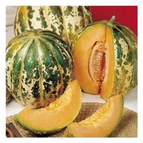 Meloun cukrový Oranžový ananas