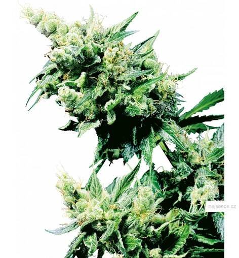 Sensi Seeds Hash Plant regular 10ks - NejSeeds.cz