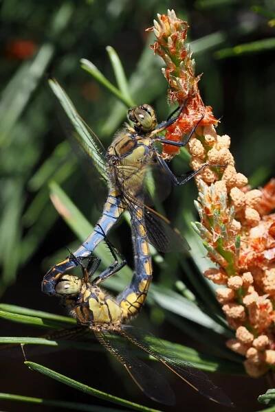 Vážka černořitná (Orthetrum cancellatum)