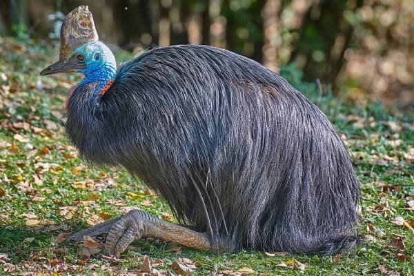 15 weirdest birds on the planet: meet the strangest wonders of the avian world – including one that asks humans for help and another that smells like a cow
