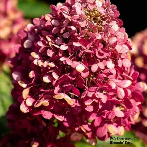 Photo of Hydrangea paniculata 'Bouncy'
