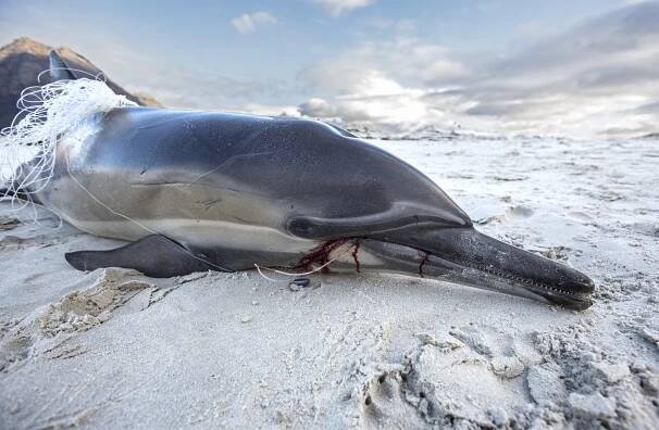 Where Are Air Jaws? What’s Happening to White Shark Capital?, latest update from Oceans Research