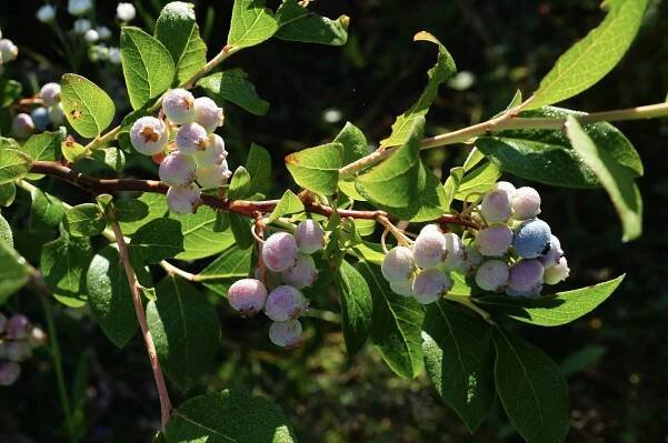 WSP_Highbush Blueberry_ Vaccinium corymbosum_WildSeedProject_© Lisa Looke-2-smartpreview.jpg