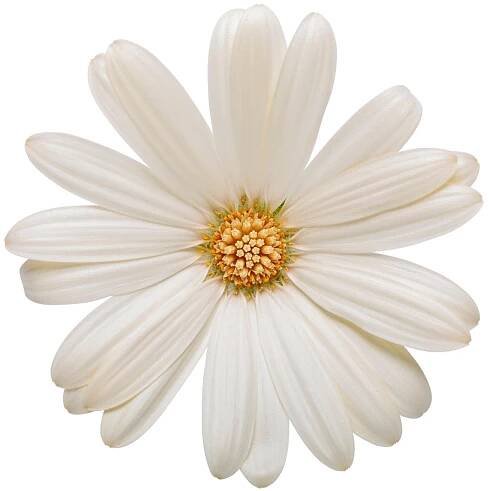 Bright Lights White African Daisy