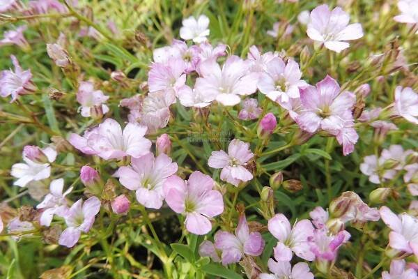 Gypsophila repens " Dorothy Teacher " - šater, nevěstin závoj Zahradnictví Krulichovi - zahradnictví, květinářství, trvalky