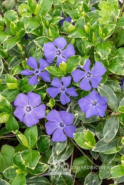 BARVÍNEK – VINCA MINOR VARIEGATA