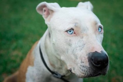 Pitbull americký stafordský psí portrét v zeleném pozadí. Modré oči zblízka. Krásný bílý a hnědý pes. Pes se dívá do kamery. rozkošný pes s pěkným vzhledem — Stock obrázek