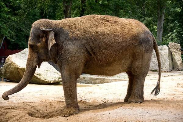 ZOO Liberec: Návštěva u bílých tygrů » evillina.com