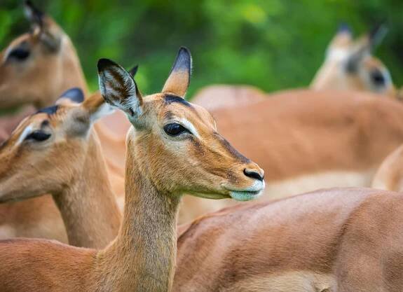 bezplatná Základová fotografie zdarma na téma aepyceros melampus, africké divoké zvěře, antilopa Základová fotografie