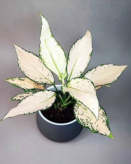 Aglaonema commutatum Vanilla Joy