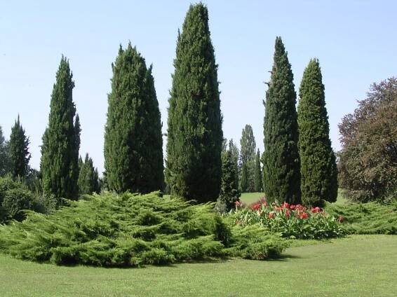 Základní péče o Cupressus leylandii krok za krokem