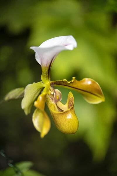 Snímek 'Střevíčníkovec - Paphiopedilum villosum.' - PŘÍRODA.cz