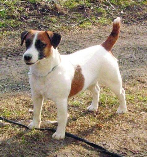 Jack Russell teriér, Část 14. – Pes s PP, nebo bez
