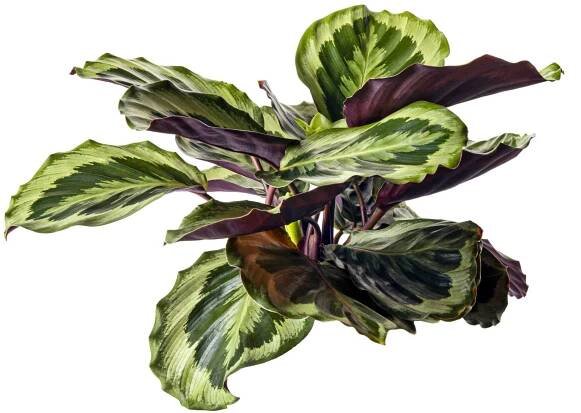 Calathea roseopicta listoví, Calathea lesk hvězda rostlina, Exotické tropické keře, izolované na bílém pozadí s výstřižkem cesta — Stock obrázek