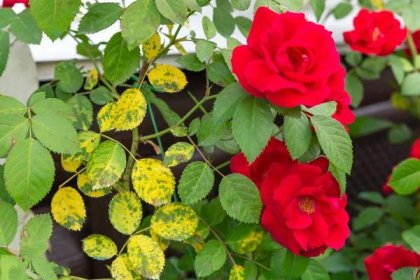 Výsadba růží a péče o nemoc a léčbu