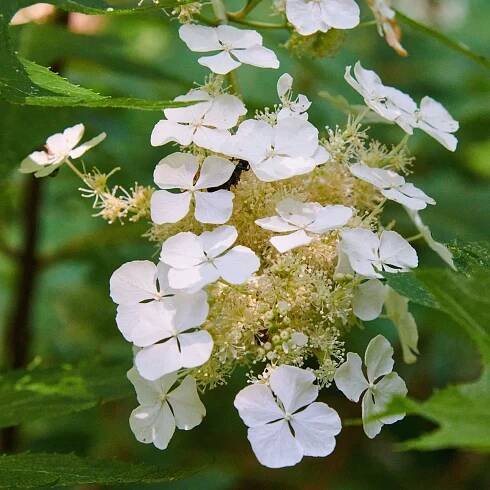 Hortenzie dubolistá 'Ice Crystal'