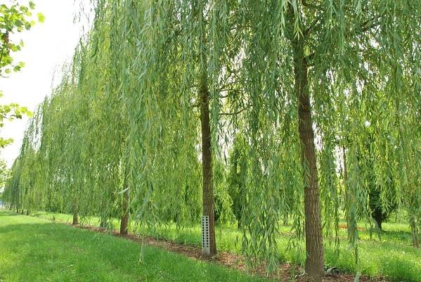Salix ×sepulcralis 'Chrysocoma' | smuteční vrba 'Chrysocoma' - Van den Berk školky