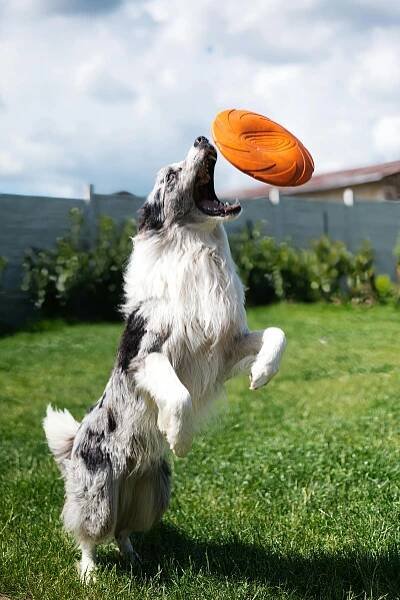 bezplatná Živá border kolie skáče, aby chytila frisbee na slunné zahradě, a předvádí tak hbitost a radost. Základová fotografie