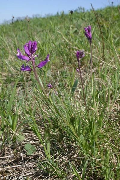 Polygala major – vítod větší • Pladias: Databáze české flóry a vegetace