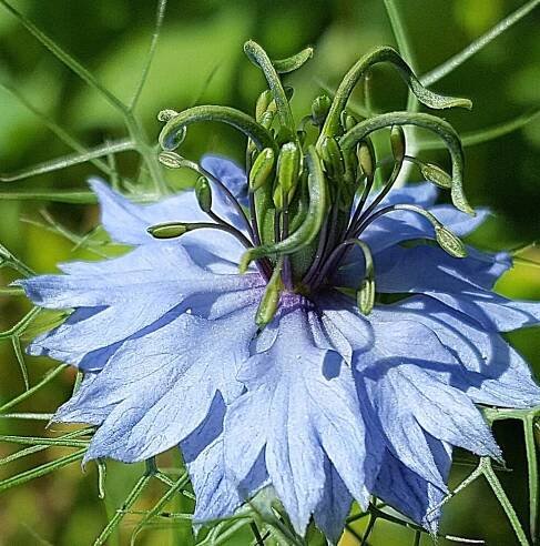 Nigella Sativa – Nigella Sativa