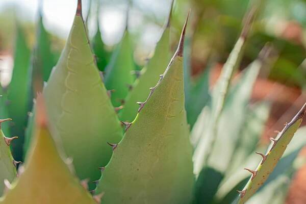 Základová fotografie na téma agáve, botanická studie, botanický, detail, ekologický, exotické rostliny, flóra, fotogenický