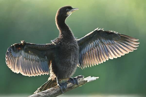 Floating hide photography in Slovenia - MrJan Gear