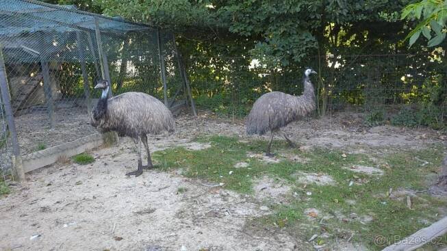 Pštros australský emu hnědý prodám pár 1+1 hodní