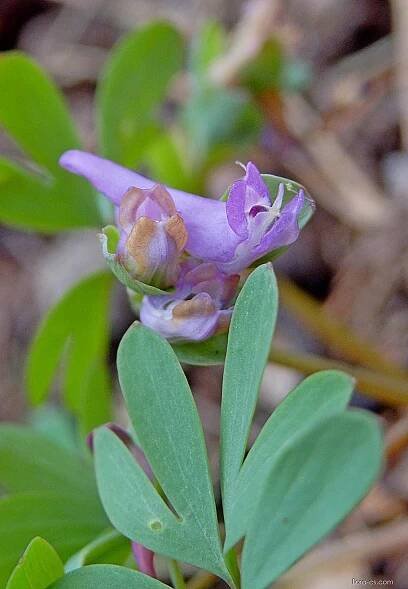 Dymnivka bobovitá (Corydalis intermedia)