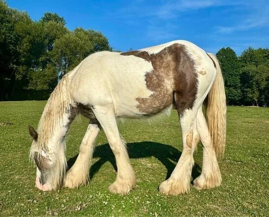 Irsky Cob - silver dapple tobiano hřebeček | Jezdecká inzerce - snadno a rychle | www.jezdeckainzerce.cz