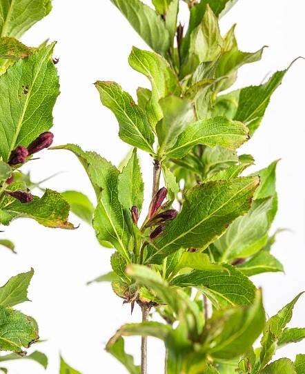 Vajgélie, Weigela Red Prince, kontejner 2.5 l skladem | ZAZUMi.cz
