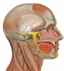 Periferní nervový systém - wiki34.com