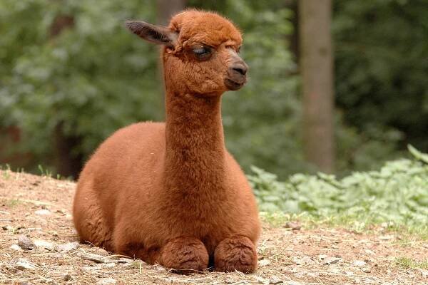 Lama alpaka | Zoo Olomouc - Svatý Kopeček