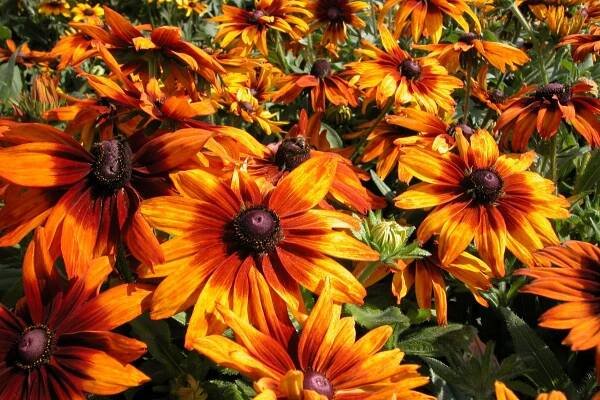 Rudbeckia cappuccino