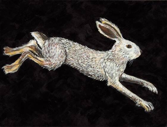 Swamp Rabbit (Sylvilagus aquaticus- SGCN) - Giddyup Art Studio