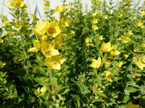 Vrbina (Lysimachia)
