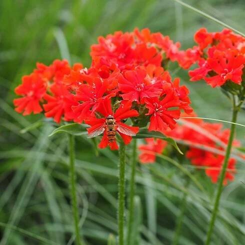 Semená kukučky – Kukučka hustokvetá – Lychnis chalcedonica
