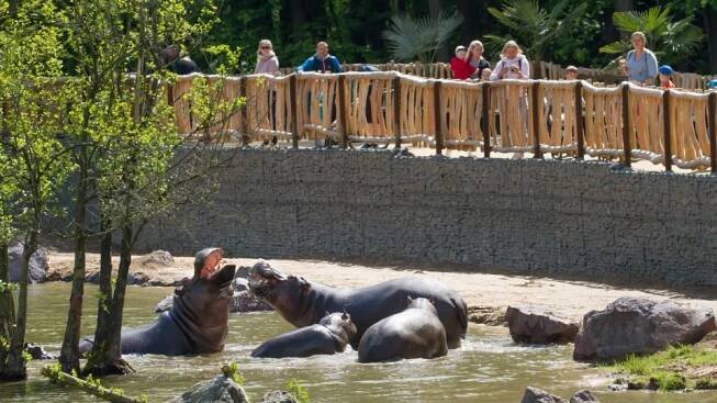 Safari Park Dvůr Králové hlásí začátek letního koupání. Důkazem je už pobyt pětice hrochů v jezeře | Hradec Králové