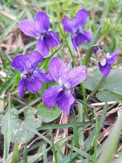 Violka vonná (Viola odorata f albiflora)