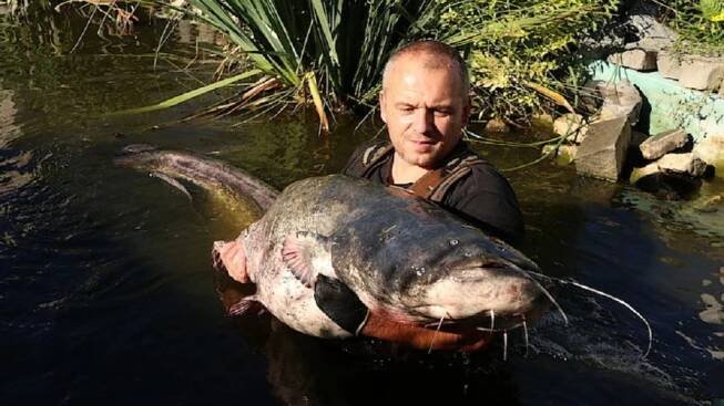 Rybář v Dyji ulovil dvoumetrového sumce