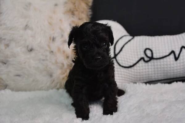 Darcy -Male Yorkiepoo
