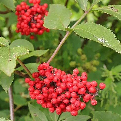 berries Sambucus racemosa