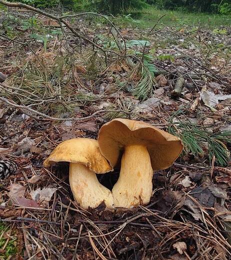 klouzek strakoš – Suillus variegatus - Manětínsko - foto: Tomáš Pavelka