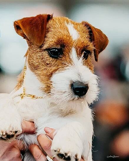 Fata Morgana od Hadího potoka – Jack Russell teriér od Hadího potoka