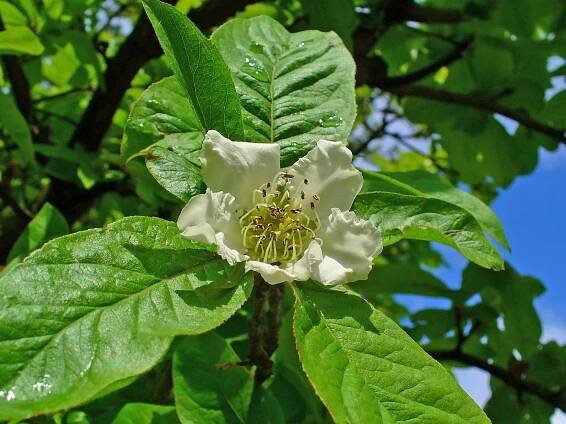 Crataegus germanica