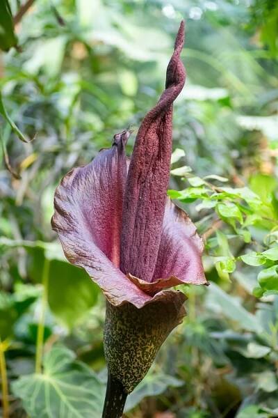 květ amorphophallus konjac. exotická tropická květina s nepříjemným ošklivým zápachem, která přitahuje hmyz rostoucí v džungli jižní asie - zmijovec indický - stock snímky, obrázky a fotky